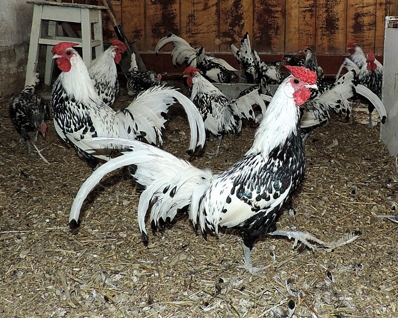 Гамбургская