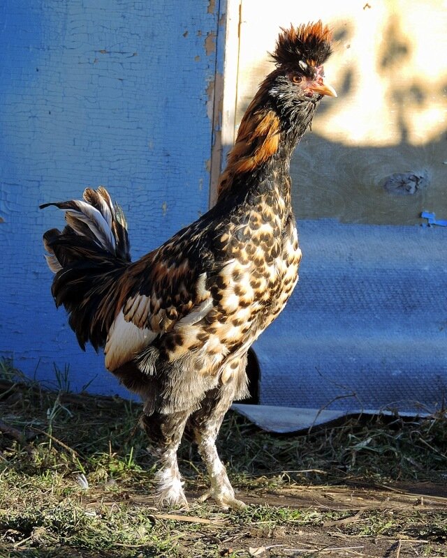 ПАВЛОВСКИЙ ПЕТУШОК