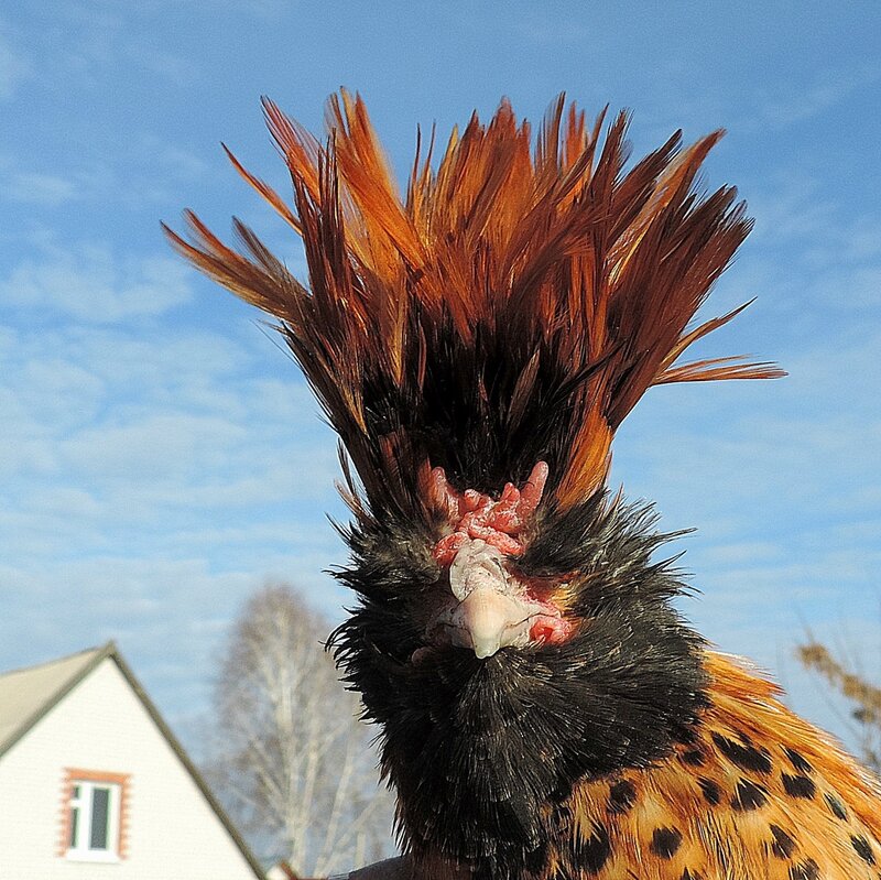 ПАВЛОВСКАЯ