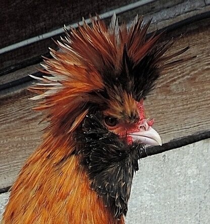 27 декабря 2013,