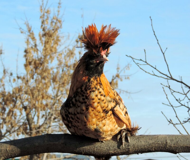 ПАВЛОВСКАЯ