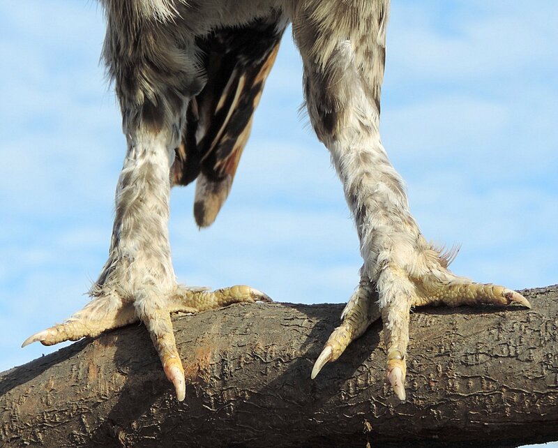 Павловские