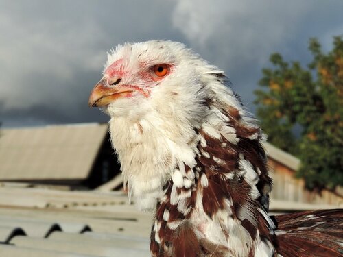 Орловская ситцевая