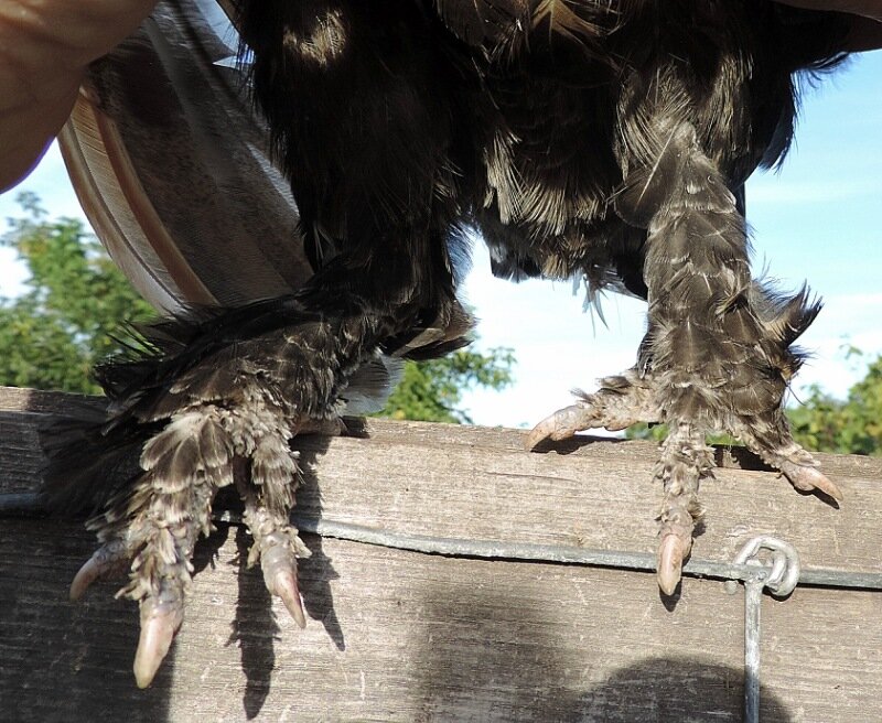 ПАВЛОВСКАЯ ПОРОДА КУР ПАВЛОВСКАЯ НОГА