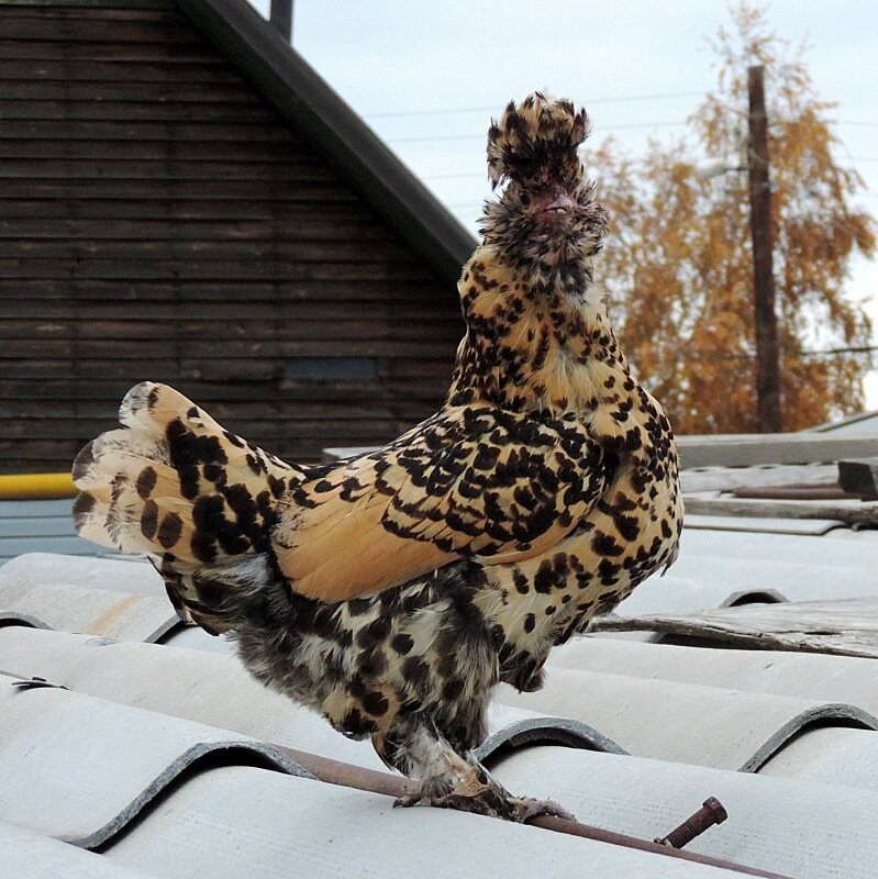 4 октября 2013