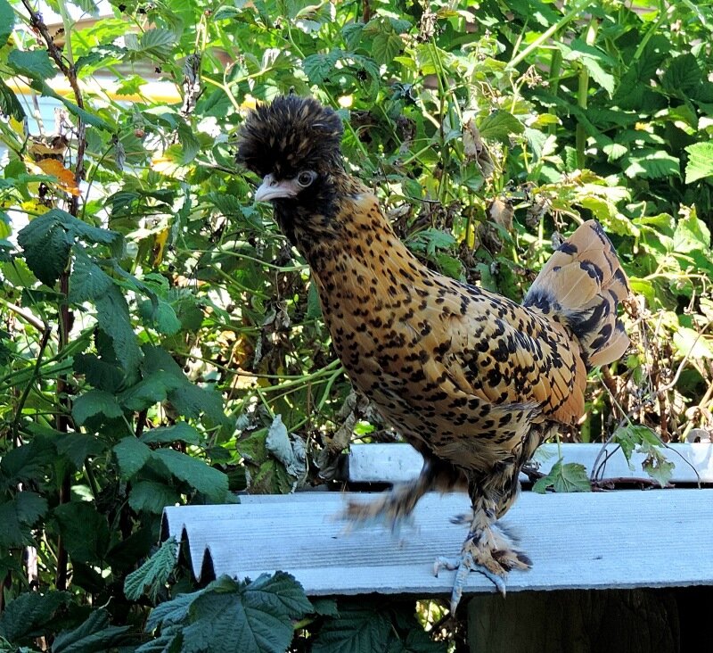 Молодняк, 4 месяца, 2013