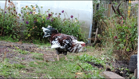 Как курочка Рыжика  испугала :-)))