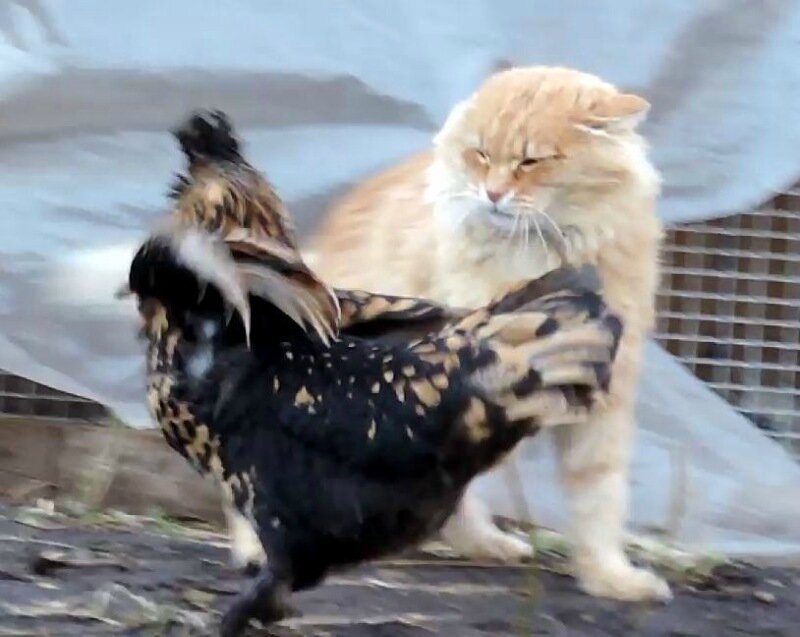 Кот да Петух