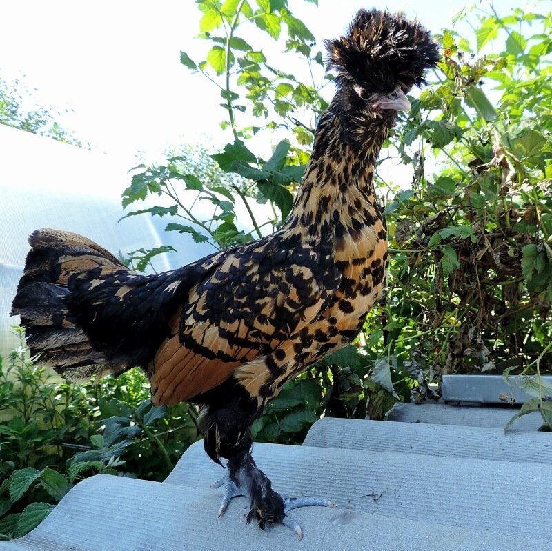 Молодняк, 4 месяца, 2013