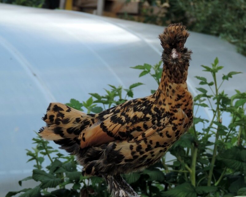 Молодняк 2013