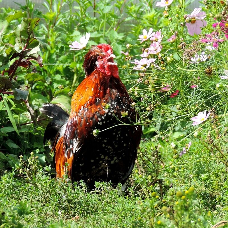 АЛТАЙСКИЕ БЕНТАМКИ