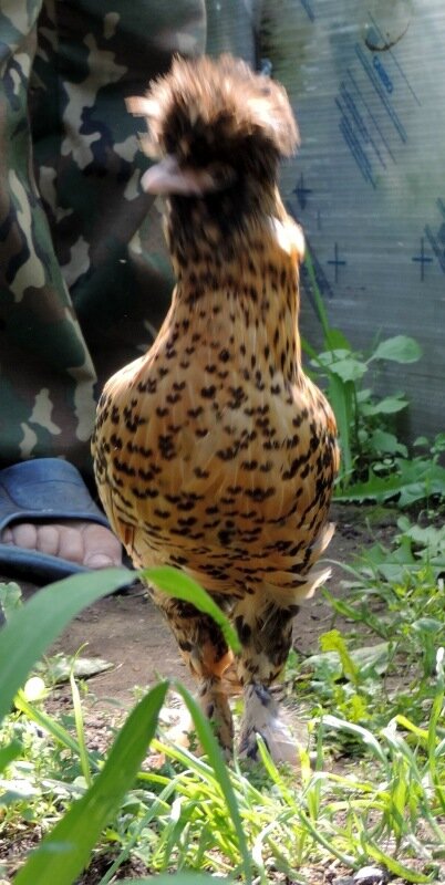 Молодняк, 4 месяца, 2013