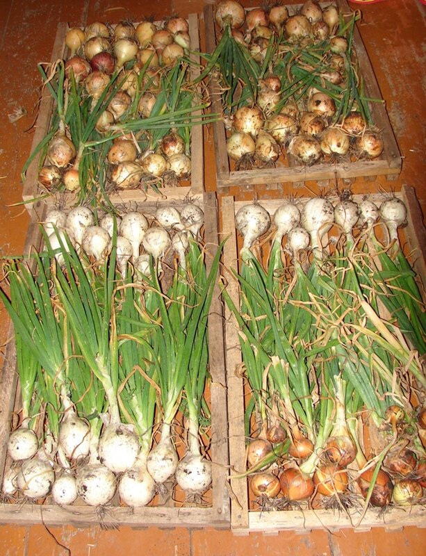 репка хранение1