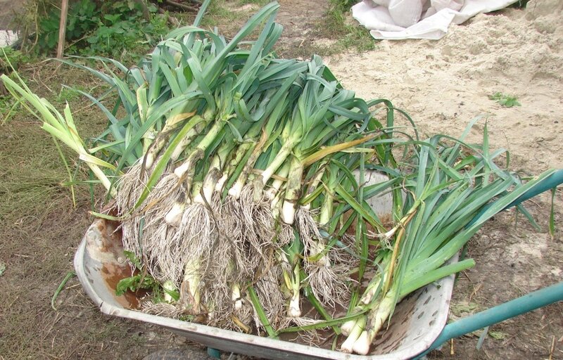 тачка порея