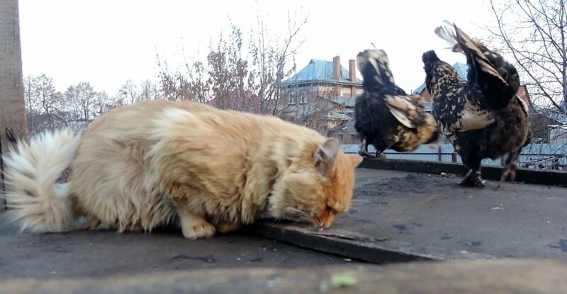 Как Павловские курочки украли у Пуха рыбку