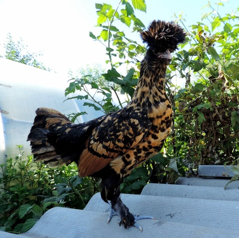 Молодняк, 4 месяца, 2013