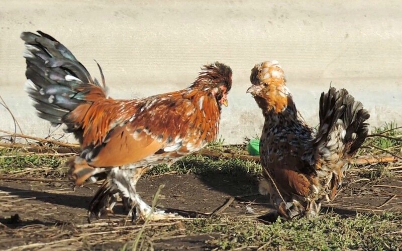 20 октября 2013