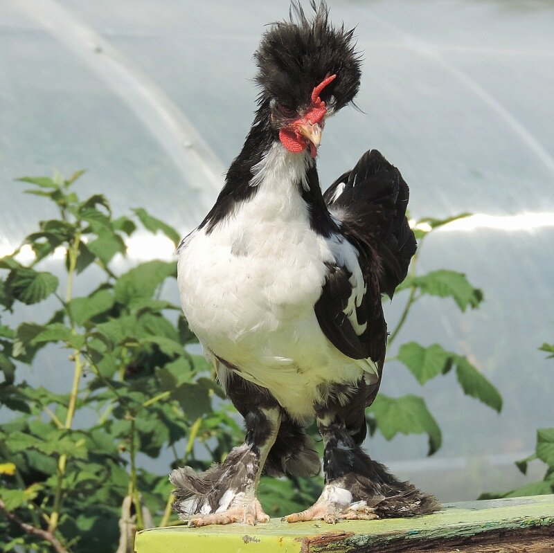 Молодняк 2013