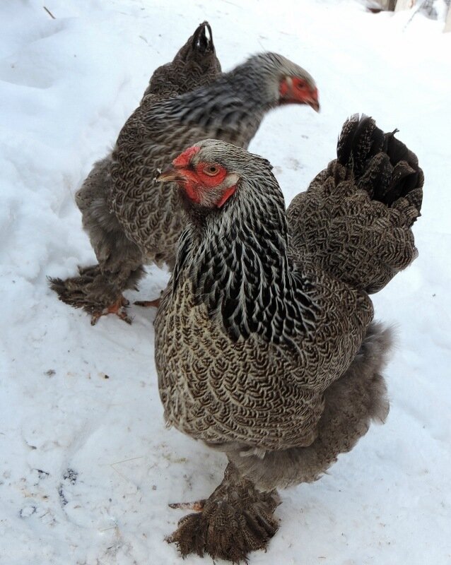 По морозу босиком ...