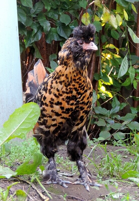 Молодняк, 4 месяца, 2013