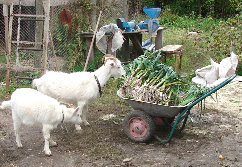 козы и порей