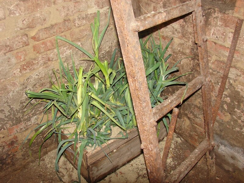 порей в погребе