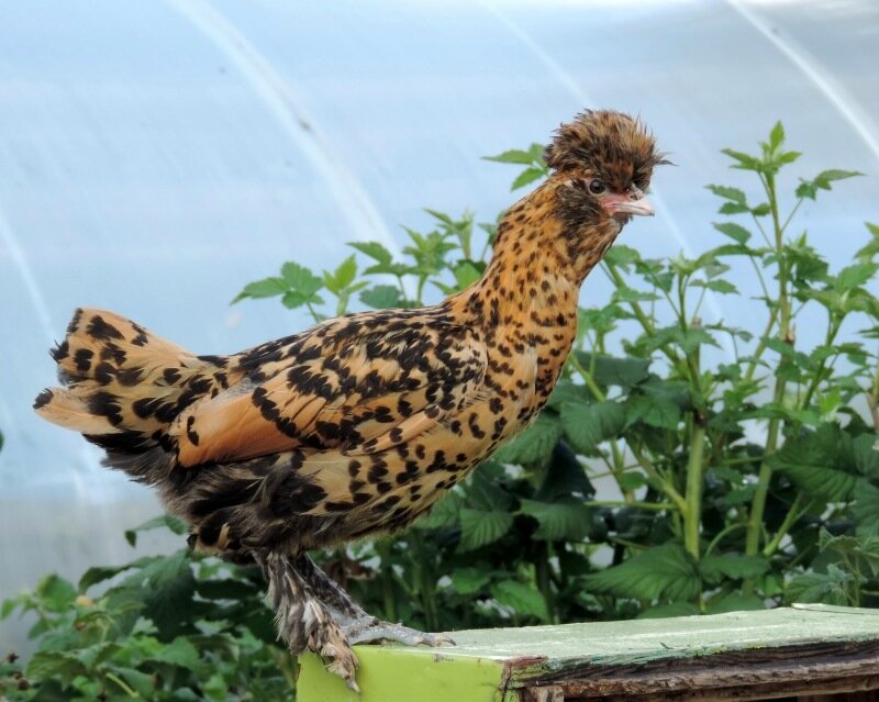 Молодняк 2013