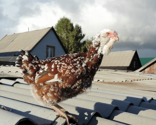 Орловская ситцевая