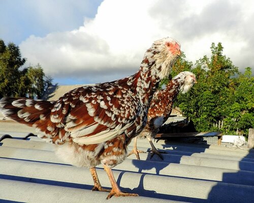 Орловская ситцевая