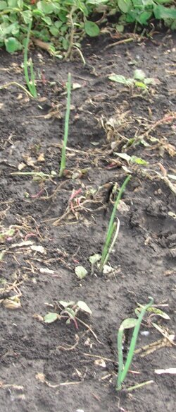 лук в земле