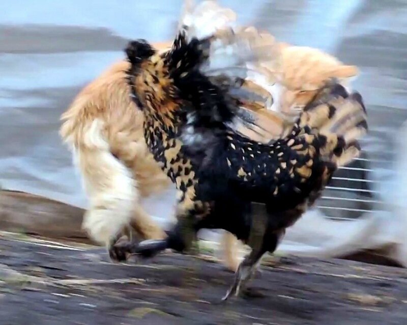 Кот да Петух