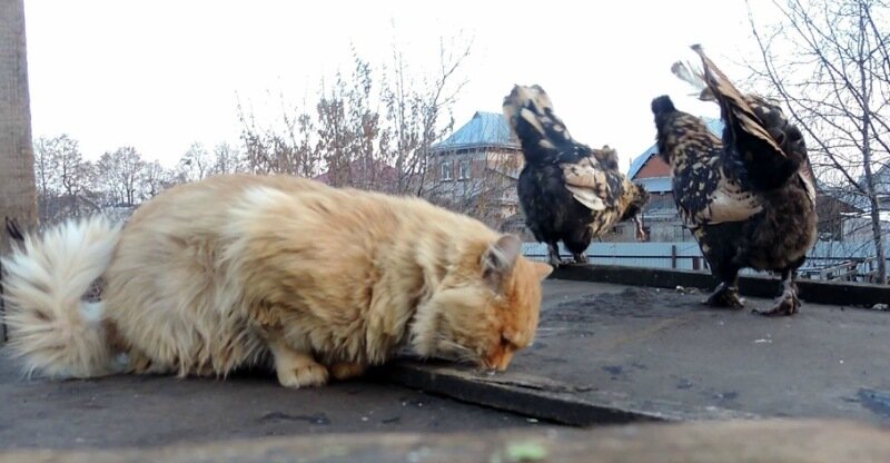 Как Павловские курочки украли у Пуха рыбку