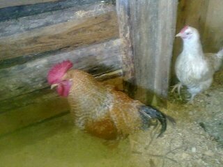 ферма мартыновых