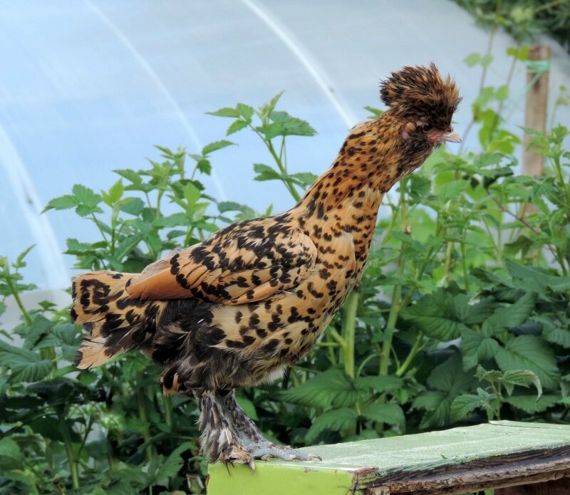 Молодняк 2013