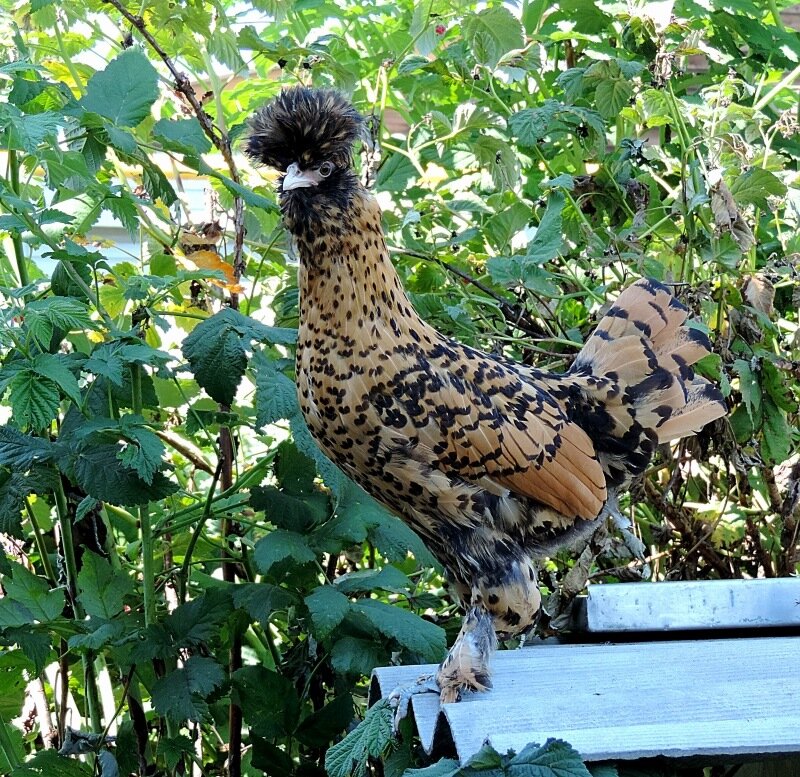 Молодняк, 4 месяца, 2013