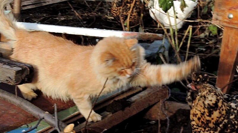 Кот да Петух