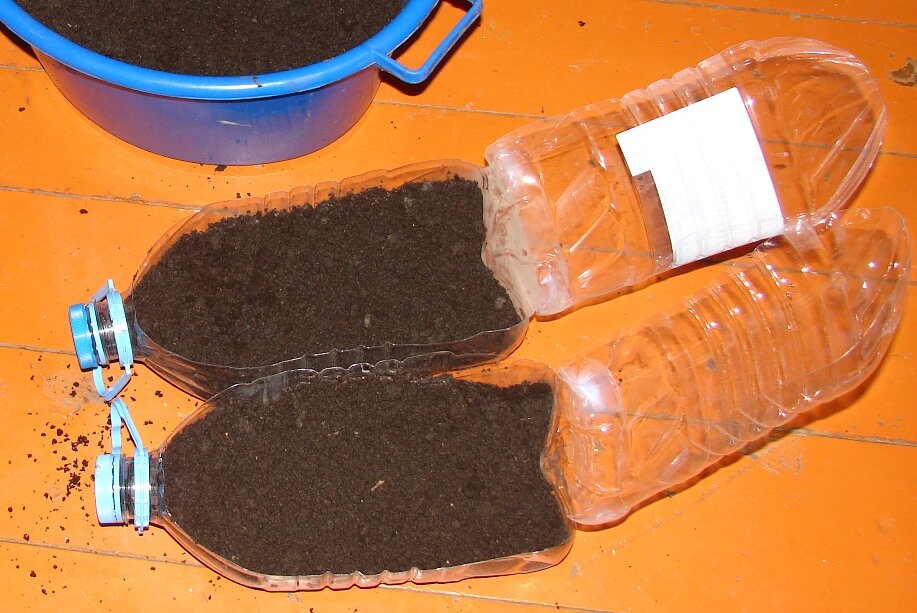 расада лука