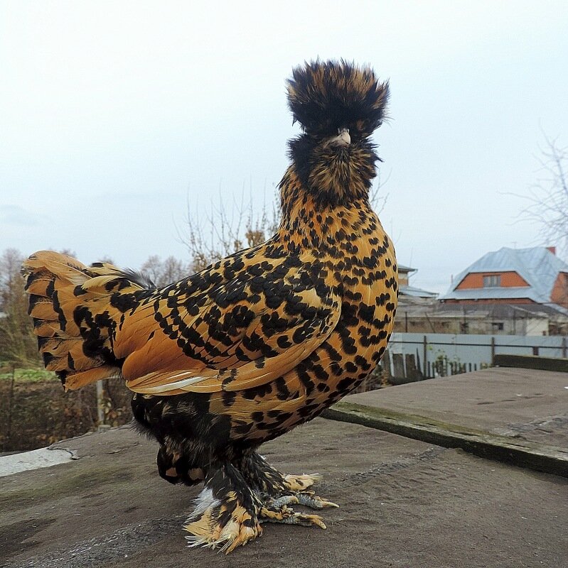 Павловская курочка 2013