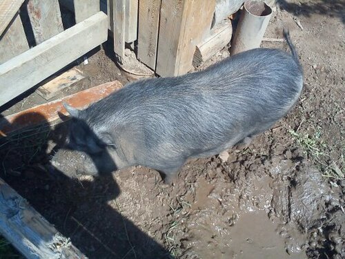 ферма мартыновых