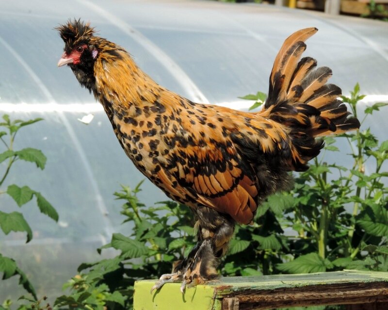 Молодняк 2013