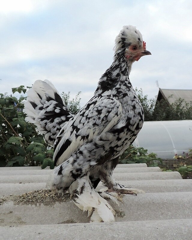 4 октября 2013