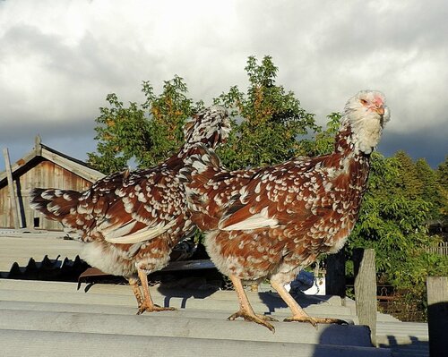 Орловская ситцевая