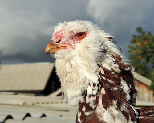 Орловская ситцевая