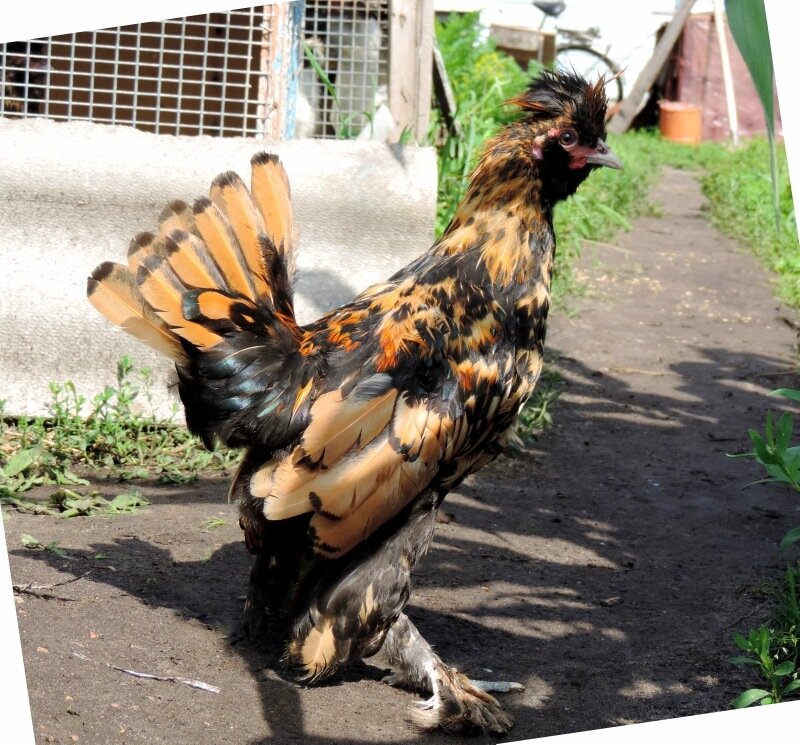 Молодняк 2013