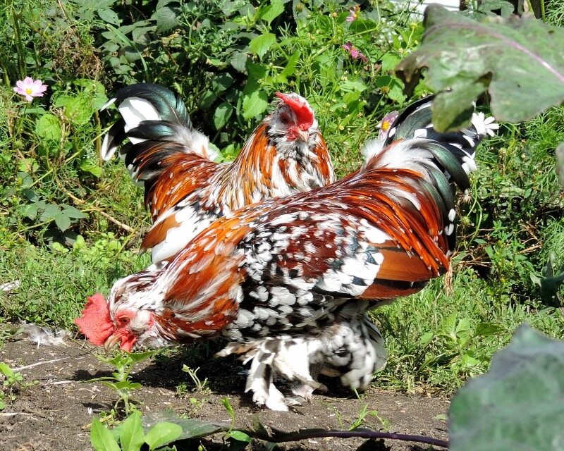 АЛТАЙСКИЕ БЕНТАМКИ