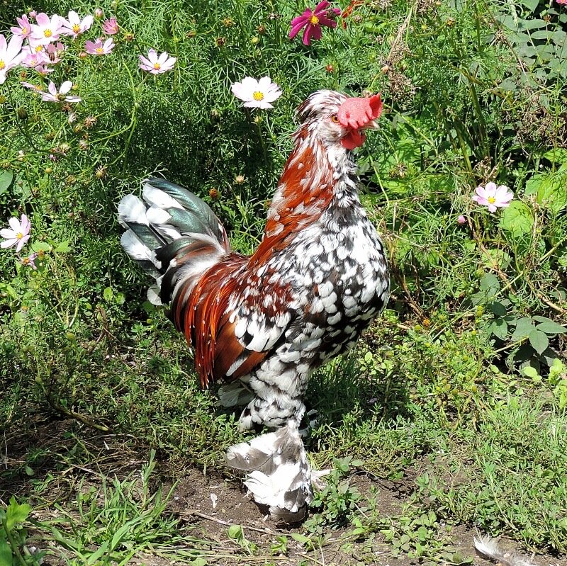 АЛТАЙСКИЕ БЕНТАМКИ