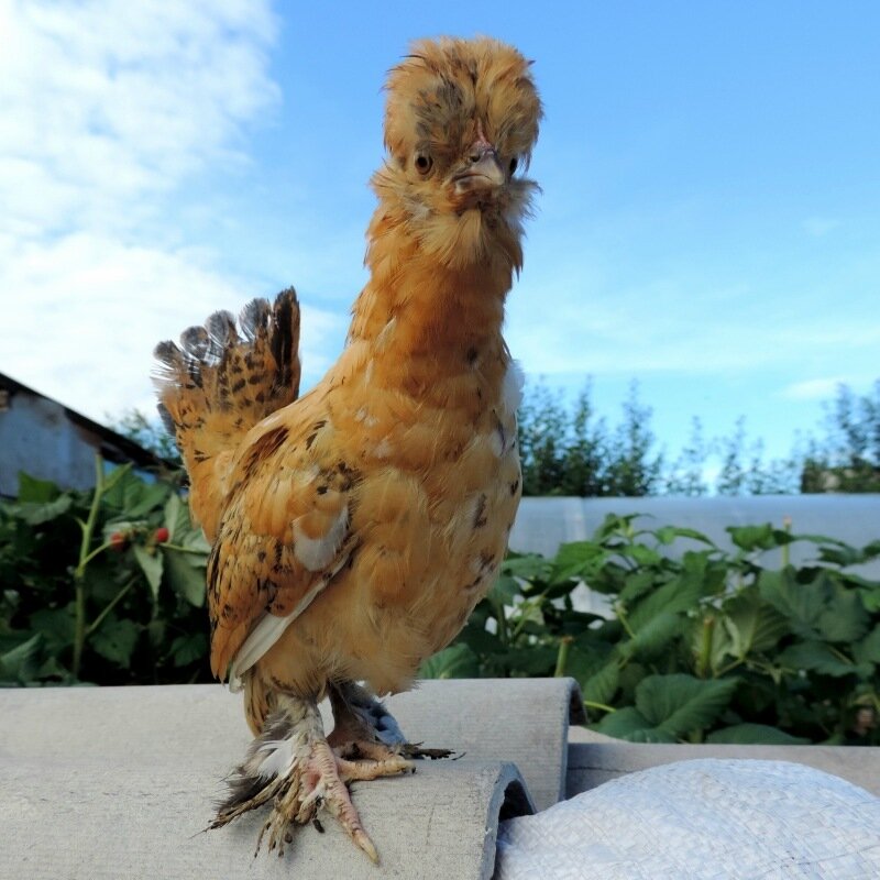 Курочка Бентамка