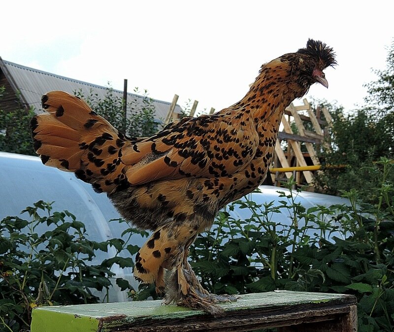 Молодняк 2013