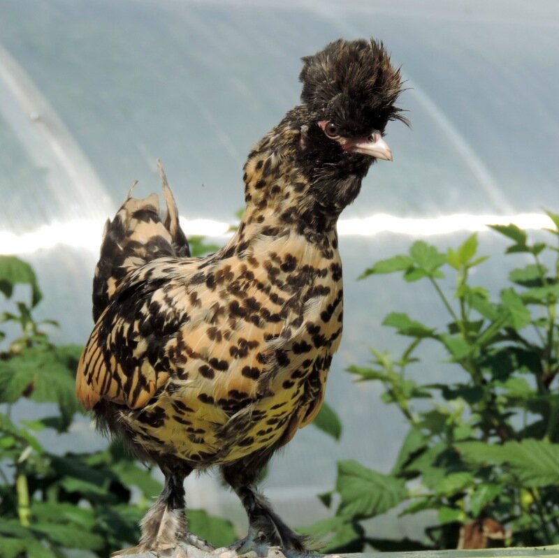 Молодняк 2013