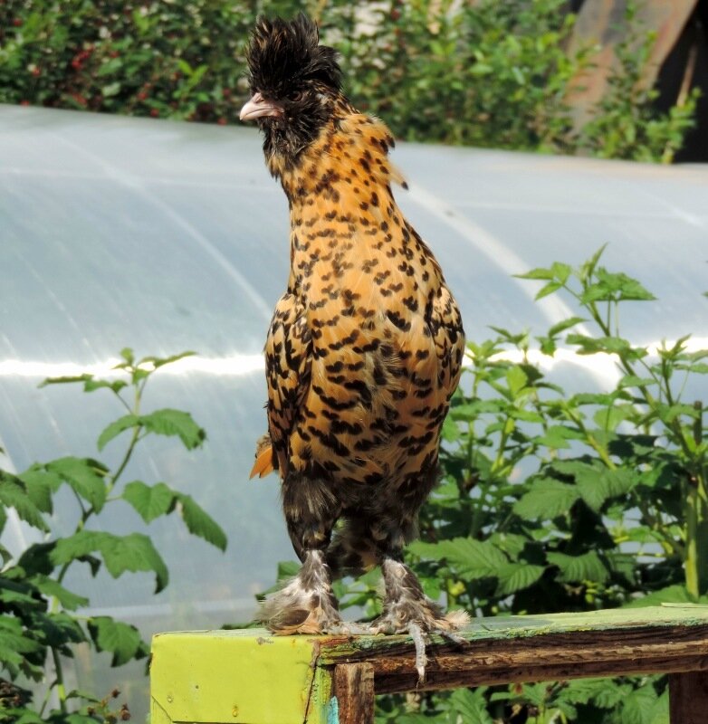 Молодняк 2013